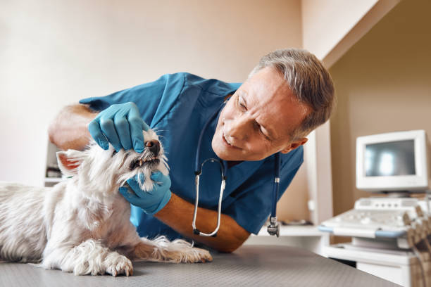 Best Emergency Dentist for Special Needs Patients in Norwalk, CT